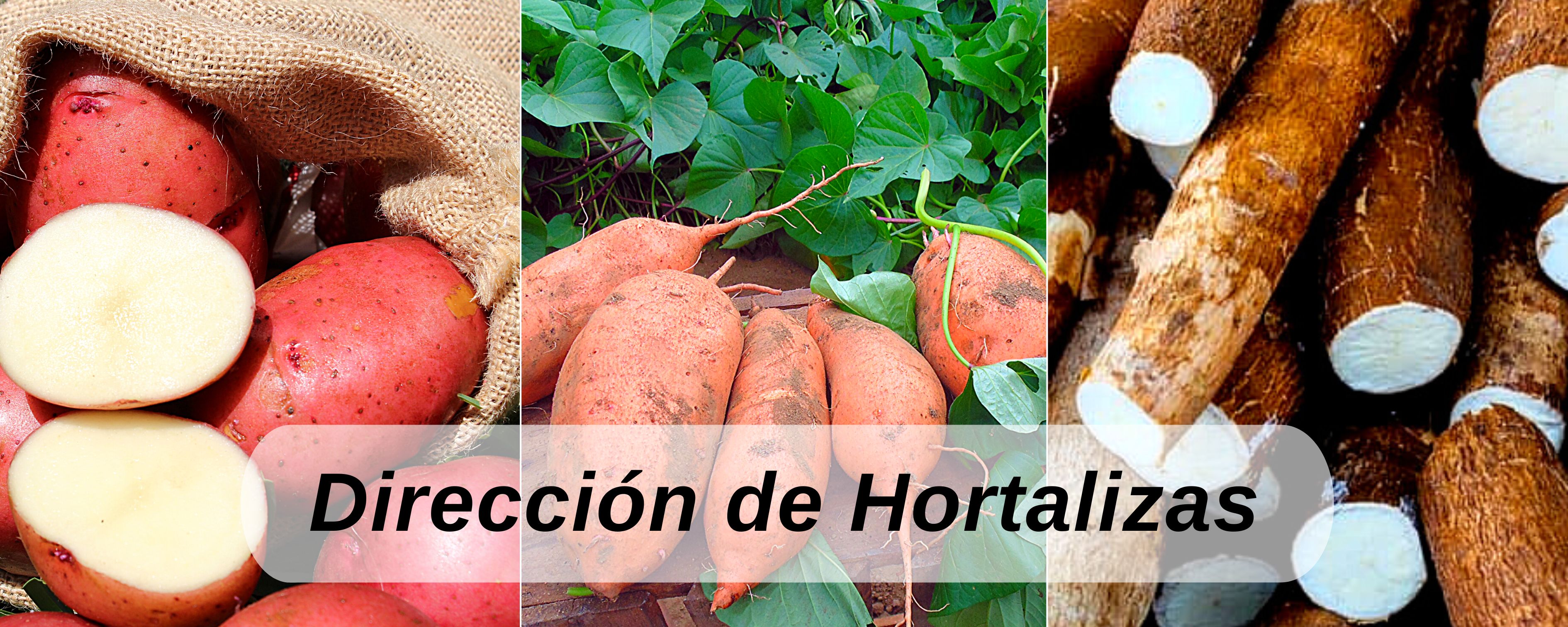 Hortalizas ICTA Guatemala